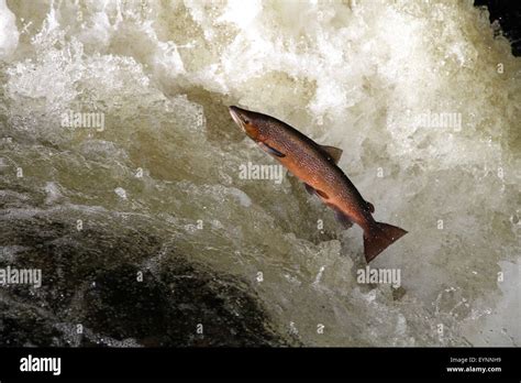 Scottish wild salmon leaping, Perthshire, Scotland Stock Photo - Alamy