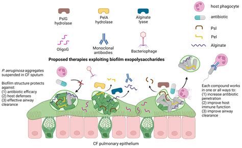 IJMS | Free Full-Text | How Three Self-Secreted Biofilm Exopolysaccharides of Pseudomonas ...