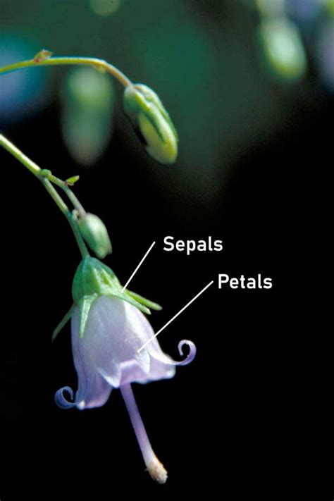 Parts Of A Flower Identified & Explained: Diagram & Photos