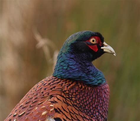 WildLife: Common Pheasant Beautiful Bird in The World