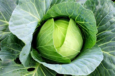 Brassicaceae – Goldstar Seeds