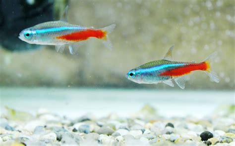 15 Best Neon Tetra Tank Mates - AquariumNexus