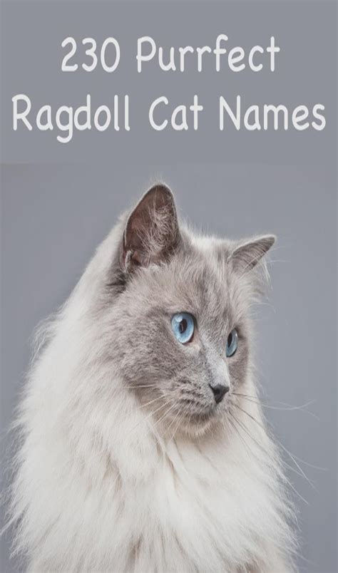 30 Most Popular Ragdoll Cat Names | Cat Guides | Ragdoll cat, Cat names ...