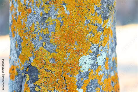 Detail of fungus on the bark of a tree. The bark of trees is often used ...