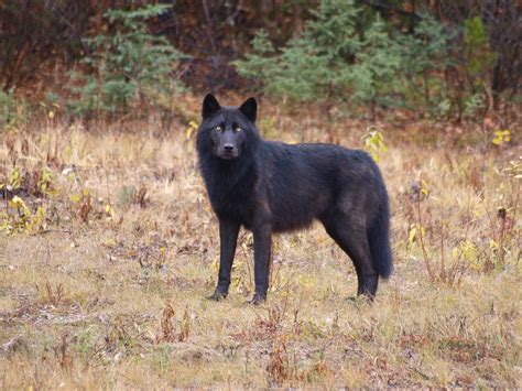 Eastern Coyote Morphology | Withywindle Nature Blog