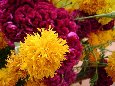 Entradas sobre Creo en El chico que nunca creció | Flores, Dia de muertos, Ofrendas