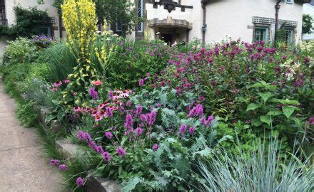 Monarda punctata | Bobbie's Green Thumb