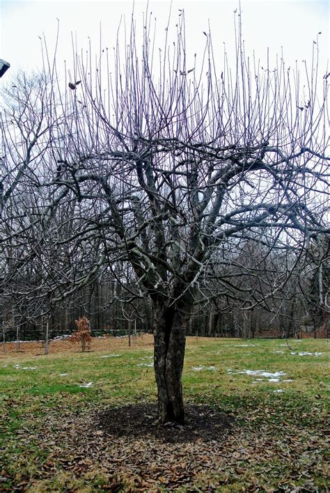 Pruning My Apple and Pear Trees at the Farm - The Martha Stewart Blog