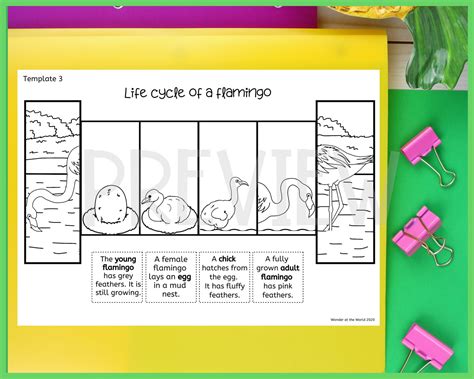 Life Cycle of a Flamingo Foldable Kids' Craft A4 and - Etsy UK