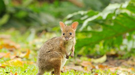 Red Legged Pademelon – Bing Wallpaper Download