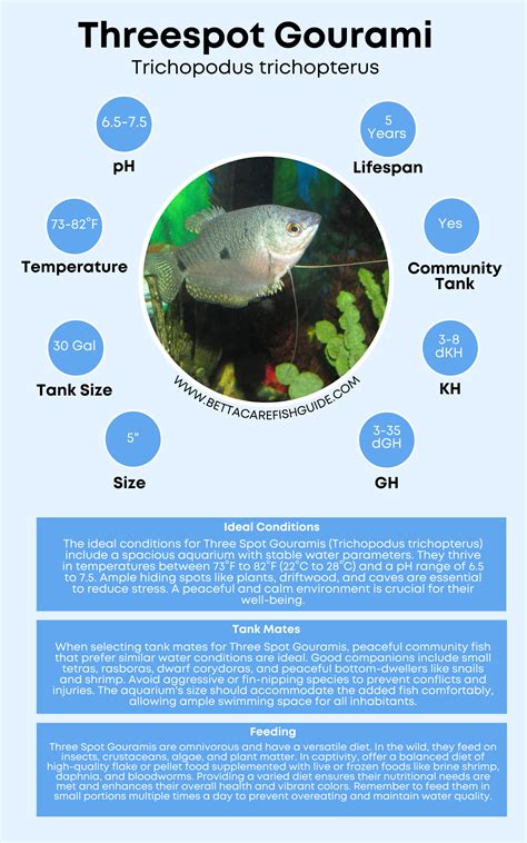 17 Types Of Gourami (And How To Care For Them) - Betta Care Fish Guide