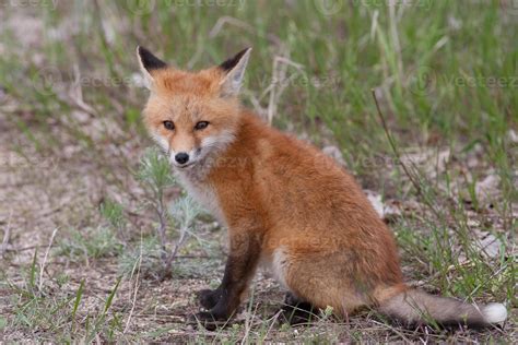 Red fox pup 900641 Stock Photo at Vecteezy