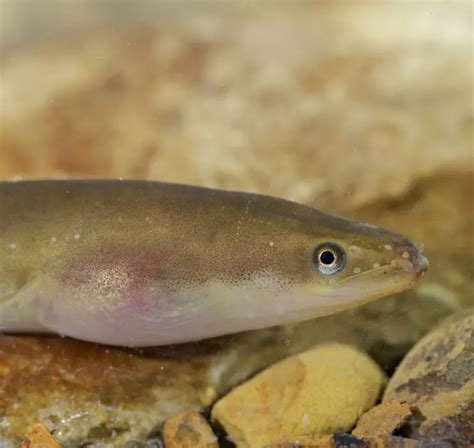 European eel conservation | ZSL