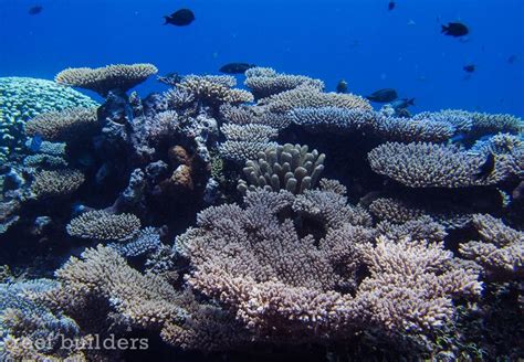 Breathtaking views of coral reefs at Kwajalein Atoll, Marshall Islands ...