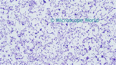 Microscope World Blog: Bacillus Subtilis under the Microscope