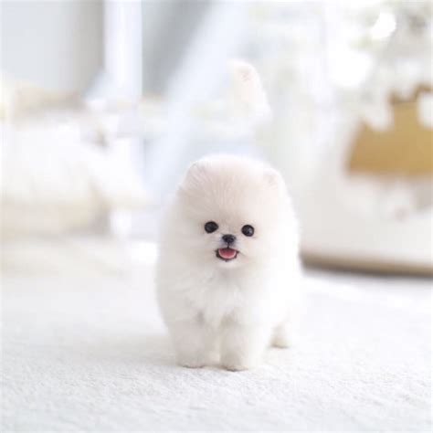 Jasmine Tiny Teacup Pomeranian - Tiny Teacup Pups | Designer Puppies | 1-323-498-4529.