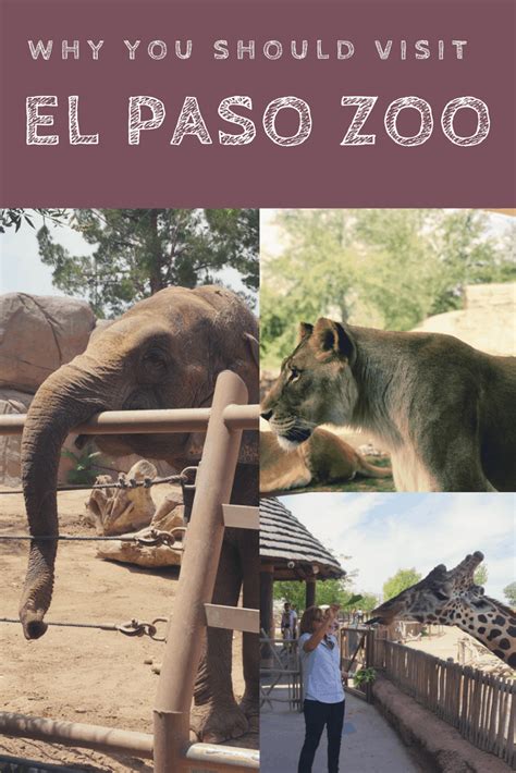 Why You Should Visit the El Paso Zoo - Food Fun & Faraway Places