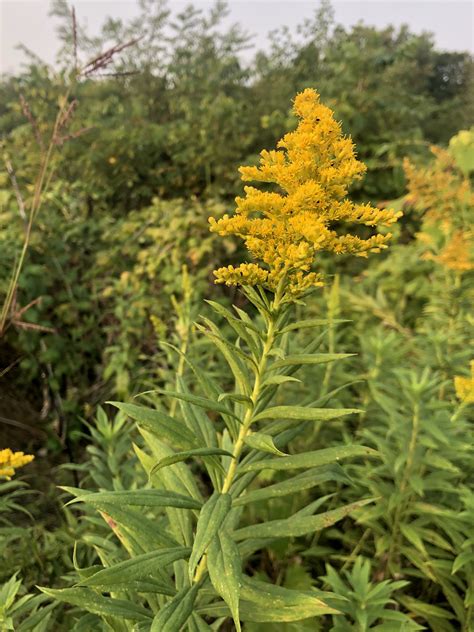 Wisconsin Wildflower | Goldenrod