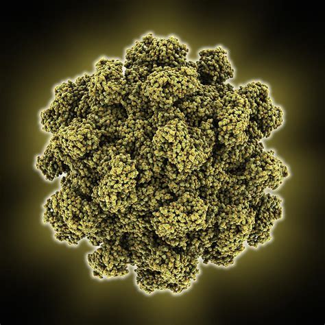 Hepatitis E virus capsid, molecular Photograph by Science Photo Library - Fine Art America