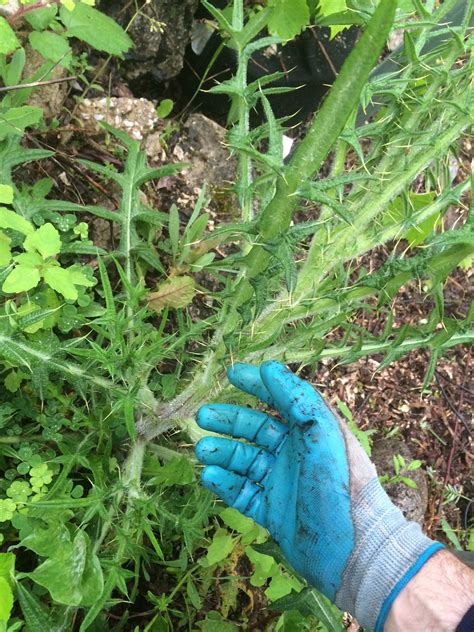 Weed with nastiest thorns ever - Pictures! - Growing Fruit