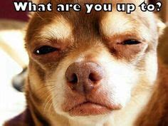 Chihuahua Squinting Eyes Meme - Pets Lovers