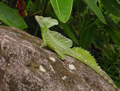 The Common Basilisk