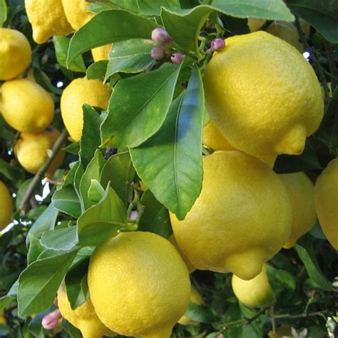 Eureka Lemon Tree | Star Nursery Garden and Rock Centers