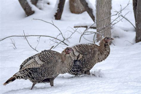 Wild Fact About Wild Turkeys: They Come in a Cornucopia of Colors | Audubon