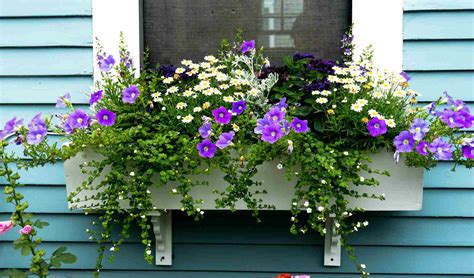 15 Gorgeous Flowering Window Box Ideas for Spring