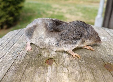 Blue Ridge Foothills & Lakes Virginia Master Naturalists: Vole…Mole…or Shrew?