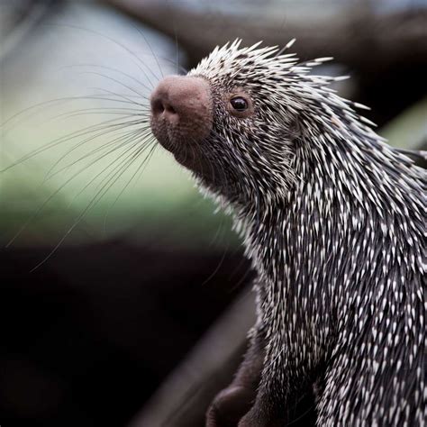 Kent zoo Hemsley Conservation Centre welcomes rare prehensile tailed porcupine