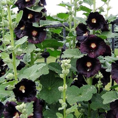 Alcea rosea Hollyhock Nigra 100 200 seeds | Etsy