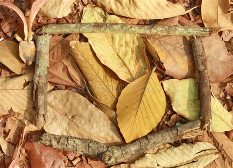 Wood stick frame stock photo. Image of leave, brown, fall - 34894200