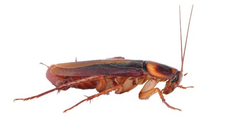 Free Cockroach Transparent, Download Free Cockroach Transparent png images, Free ClipArts on ...