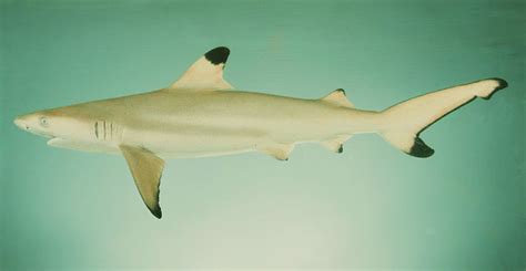 Carcharhinus melanopterus (Blacktip reef shark) (Carcharias melanopterus)