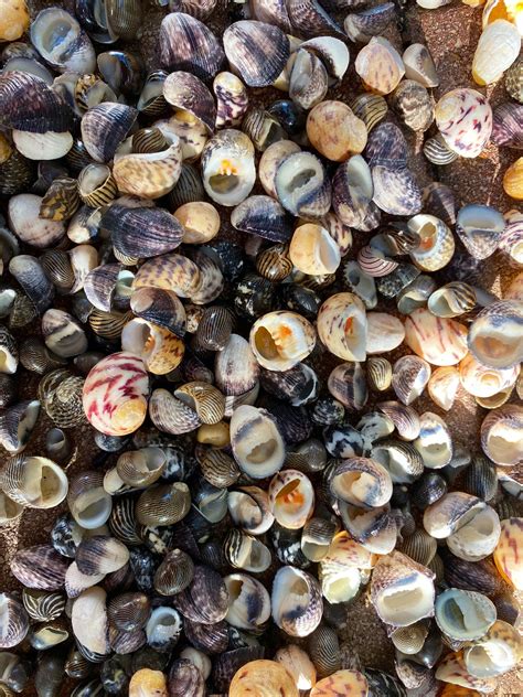 Seashell Assorted Nerite Shells assorted species 4oz Bag | Etsy