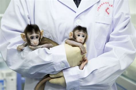 Zhong Zhong et Hua Hua, les deux singes clonés nés en Chine