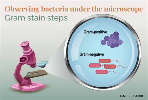 Observing Bacteria Under the Microscope - Gram Stain Steps - Rs' Science