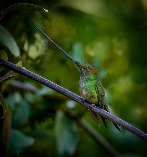 Sword-billed Hummingbird - Owen Deutsch Photography