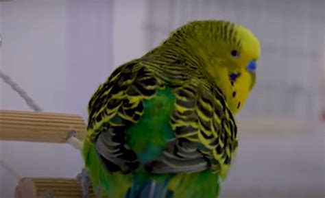 Do Parakeets Like Music? - MusicProfy