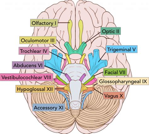 Summary Of The Cranial Nerves Teachmeanatomy summary of the cranial nerves teachmeanatom ...