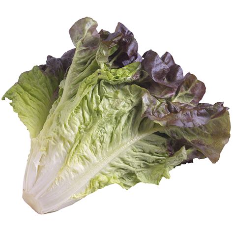 Red Leaf Lettuce