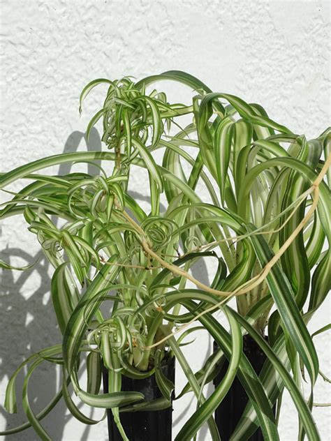 Curly Cue Spider Plant (chlorophytum comosum) – Monster Blooms