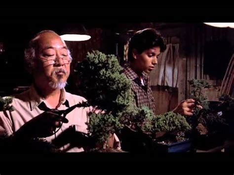 Best mr miyagi bonsai tree quotes