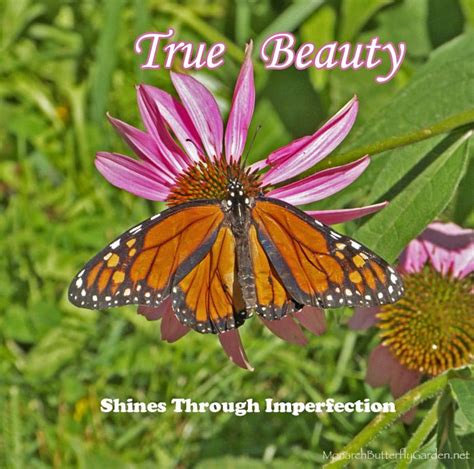 Monarch Butterfly Picture w/ Inspirational Quote abut Beauty