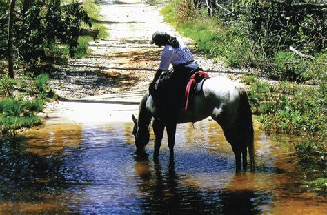 Trail rides | Horse camp, Trail riding, Florida trail