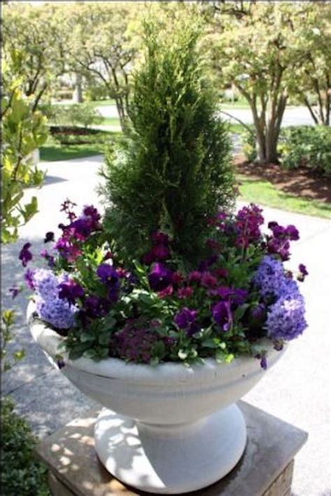 Garden Shrubs In Pots - Mbi Garden Plant