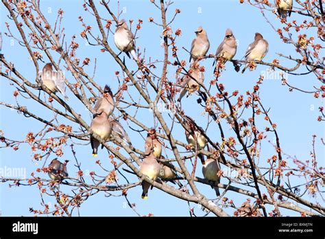 Cedar Waxwing Flock perching in Maple Tree Stock Photo - Alamy