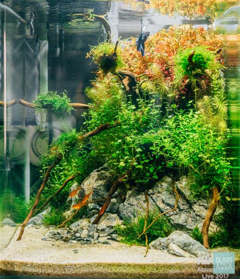 Christmas Xmas Moss Easy Beginner Aquarium Moss Plant for Planted Tank – Glass Aqua