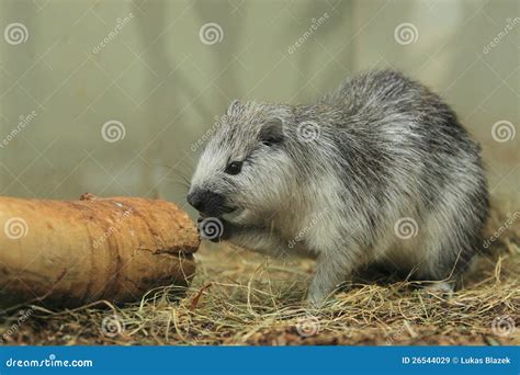 Cuban Hutia Sitting In A Mangrove Trees Royalty-Free Stock Image | CartoonDealer.com #19433188